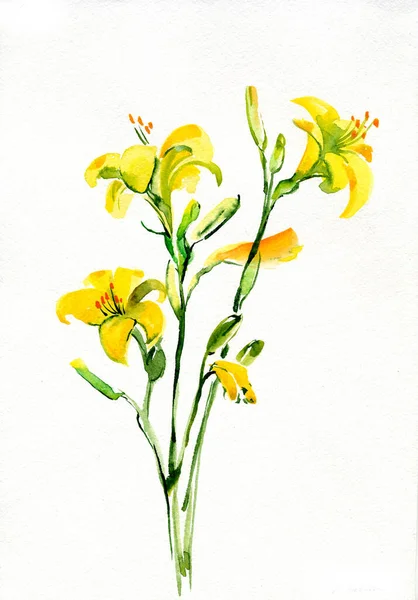 Желтая Дневная Лилия Иллюстрация Акварелью — стоковое фото