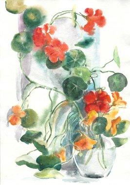 Nasturtium bitkisel bir bitkidir. Bahçe çiçekleri Botanik illüstrasyon. El çizimi, suluboya çiçek resmi. El işi.