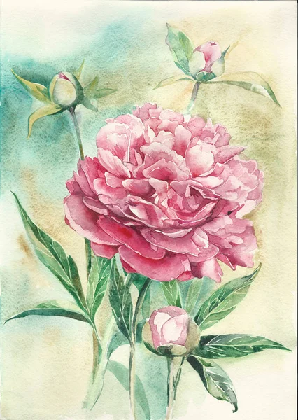 Большой Розовый Пион Бутонами Садовые Цветы Ботаническая Иллюстрация Живопись Акварельными — стоковое фото