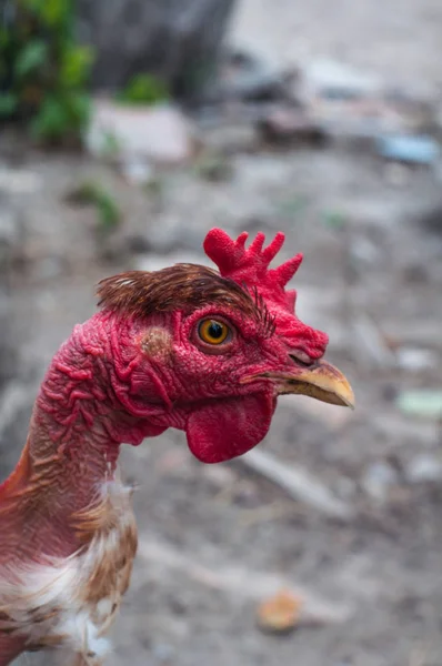 Tavuk ev komik kızgın horoz ayakta — Stok fotoğraf