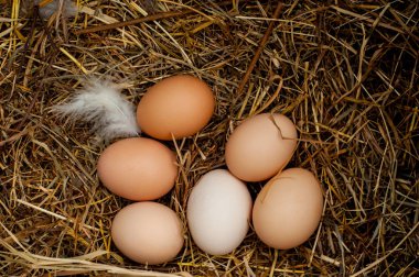Tavuk yumurtası samanlıkta bir grup