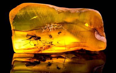 Amazing baltic amber with frozen in this piece a mosquito, isolated on black background.  clipart