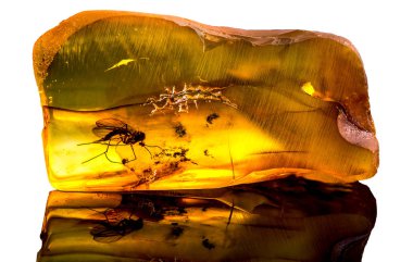 Amazing baltic amber with frozen in this piece a mosquito, isolated on white background.  clipart