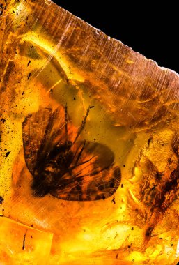 Amazing baltic amber with frozen in this piece a fly , isolated on black background, close up photo  clipart