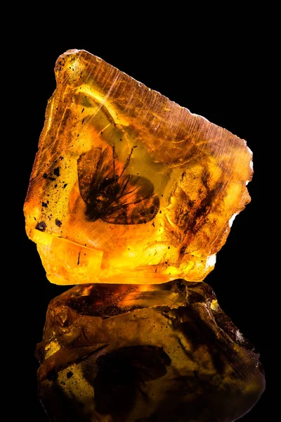 Amazing Baltic Amber Frozen Piece Fly Isolated Black Background — Stock Photo, Image