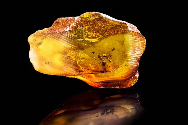 Potongan Luar Biasa Dari Baltic Amber Dengan Semut Beku Dalamnya — Stok Foto