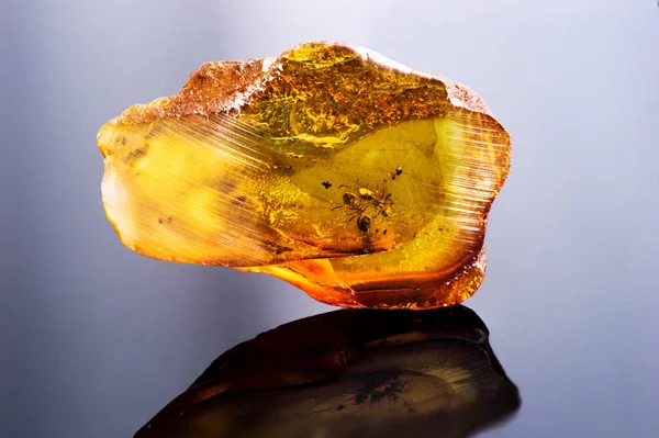 Potongan Luar Biasa Dari Baltic Amber Dengan Semut Beku Dalamnya — Stok Foto