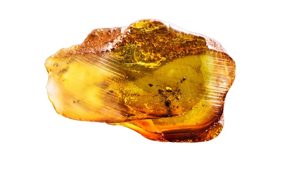 Potongan Luar Biasa Dari Baltic Amber Dengan Semut Beku Dalamnya — Stok Foto