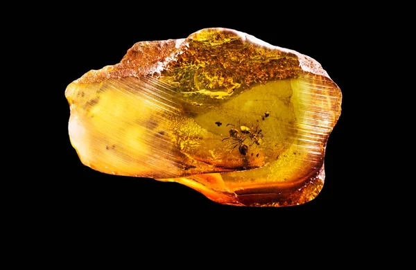 Fantastisk Bit Baltic Amber Med Frysta Det Myror Foto Isolerad Stockbild