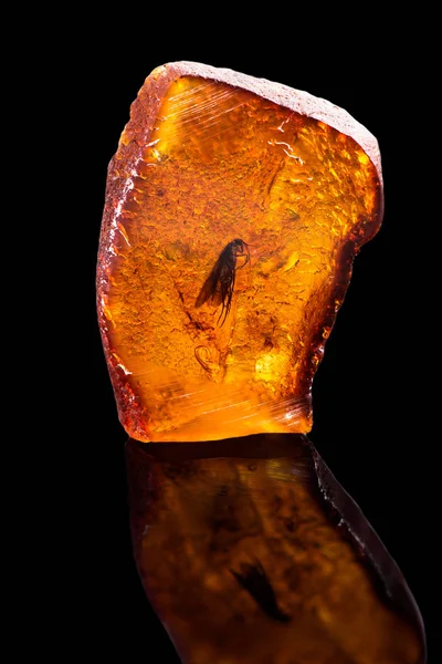 Amazing Piece Baltic Amber Frozen Prehistoric Prehistoric Fly Photo Reflection — Stock Photo, Image
