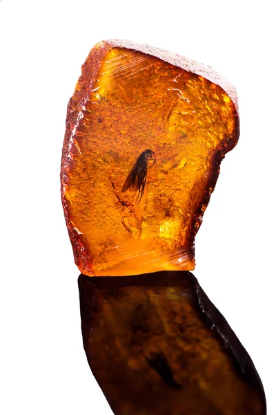 Fantastisk Bit Baltic Amber Med Frysta Det Förhistoriska Fluga Foto — Stockfoto