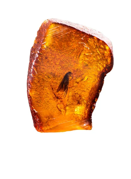 Potongan Luar Biasa Dari Baltic Amber Dengan Dibekukan Dalamnya Lalat — Stok Foto