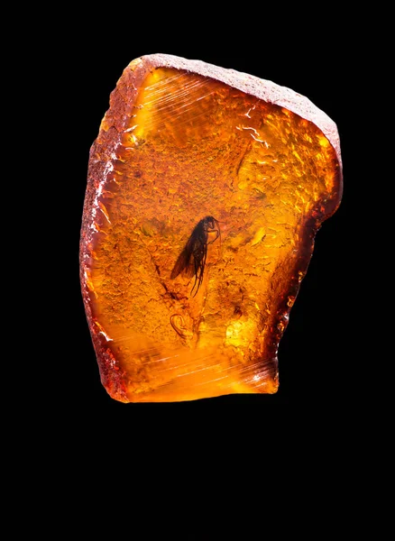 Fantastisk Bit Baltic Amber Med Frysta Det Förhistoriska Fluga Foto Royaltyfria Stockbilder
