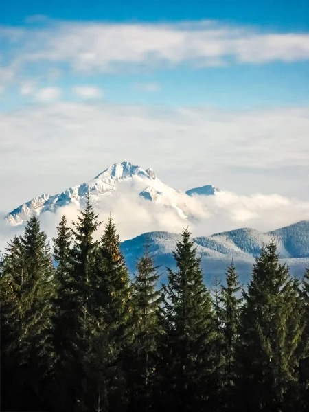 Beautiful view of a high snowy mountain. In the foreground you can see green fir trees with cones. Tatra Mountains, Zakopane, Poland.