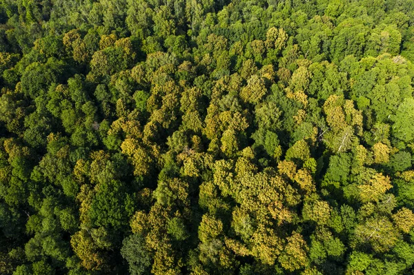 Utsikt Från Höjden Den Gröna Lövskogen Flygfoto Skjuten Drönare Stockfoto