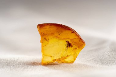 İçinde tarih öncesi bir böcek olan inanılmaz bir Baltık kehribarı parçası. Donmuş sinekler..