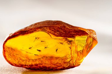 Milyonlarca yıllık tarih öncesi sinekleri ve böcekleri olan muhteşem bir Baltık kehribarı..  