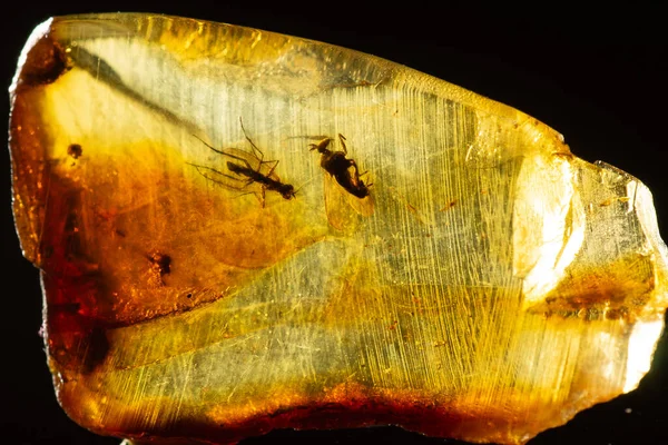 Incrível Pedaço Âmbar Báltico Com Moscas Pré Históricas Congeladas Nele — Fotografia de Stock