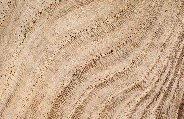 Close-up of a wooden slice, annual rings and small pores. Macro texture
