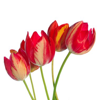 Yapraksız kırmızı lale buketi beyaz arka planda izole edilmiş.