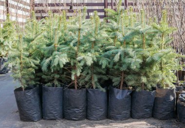 Bir çok yeşil kozalaklı ağaç bir fidanlıkta saksıda