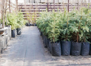 Çocuk bahçesindeki saksılarda bir sürü yeşil kozalaklı ağaç. Boşluğu kopyala