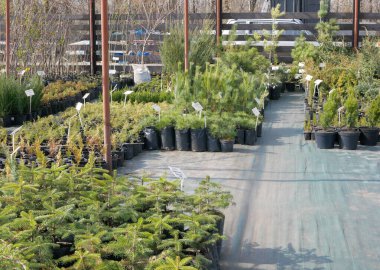 Bir çok farklı yeşil kozalaklı ağaç ve meyve bitkileri bir fidanlıkta saksıda