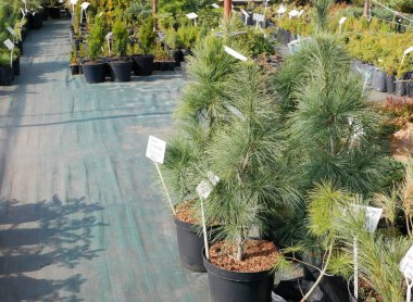 Bir çok farklı yeşil kozalaklı ağaçlar ve çocuk bahçesindeki saksılarda meyve bitkileri. Boşluğu kopyala