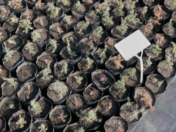 Sok Fiatal Tűlevelű Növény Fekete Cserépben Egy Kertészetben Kilátás Fentről — Stock Fotó