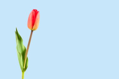 Mavi arka planda yeşil yapraklı kırmızı lale. Boşluğu kopyala