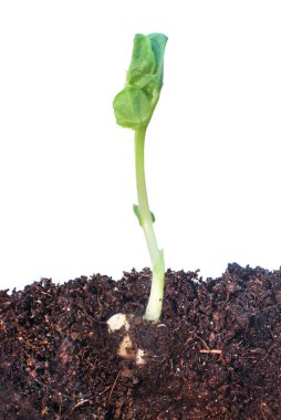 Bu bağlamda toprağa tohum serptim. Beyaz arka planda izole edilmiş. Makro.