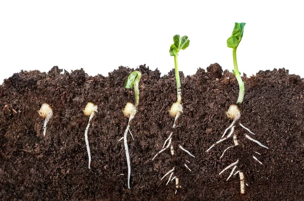 The process of seed germination in the soil in the section. isolated on white background