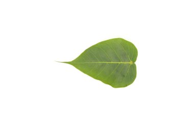 Taze yeşil yapraklı su damlası beyaz arkaplanda izole edildi.