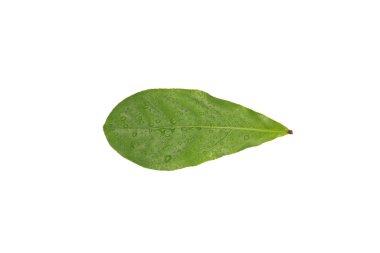 Taze yeşil yapraklı su damlası beyaz arkaplanda izole edildi.