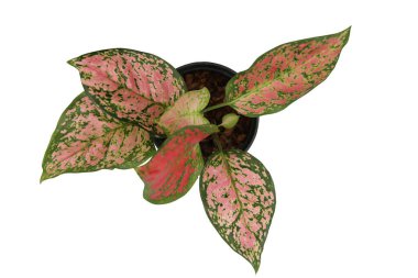 Caladium bicolor kırpma yaması ile beyaz arkaplanda izole edildi. Üst Görünüm.