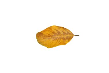 Beyaz arka planda kuru yaprak izole edilmiş. Yakın çekim..