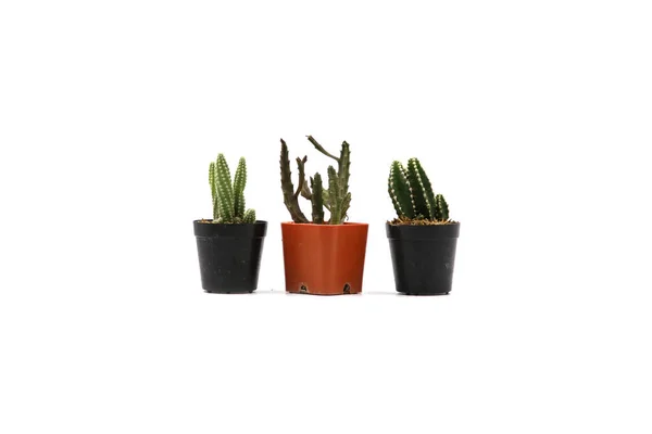 Cactus Isolato Vaso Sfondo Bianco Primo Piano Girato — Foto Stock