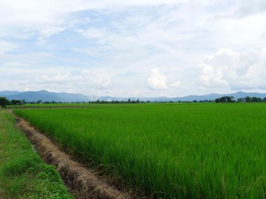 pirinç çeltik alan