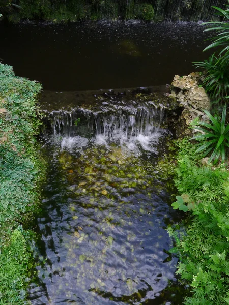 ormanda küçük su akışı