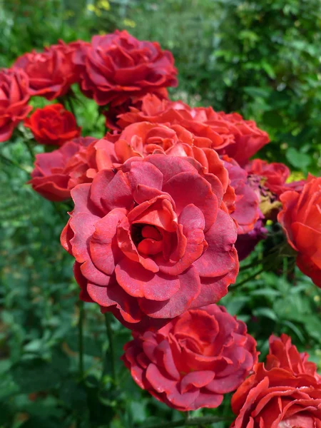 Rosa roja de cerca —  Fotos de Stock