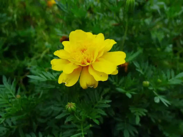 Gele bloem close up — Stockfoto