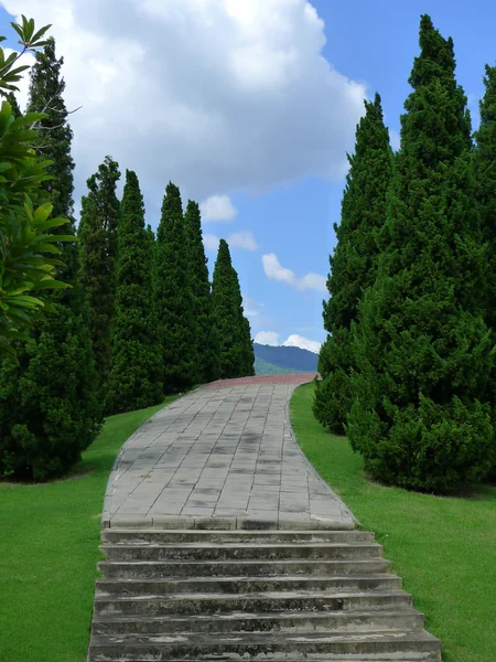 Walkway with Pine — Stock Photo, Image