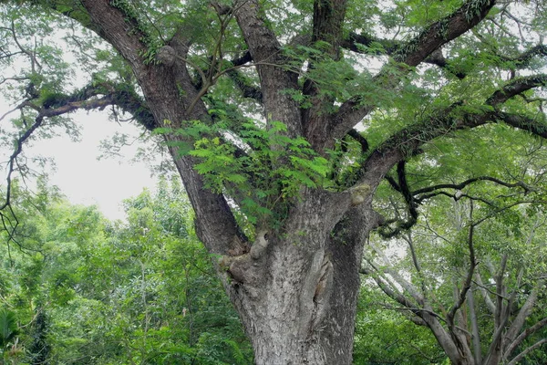 Árbol grande en el bosque —  Fotos de Stock