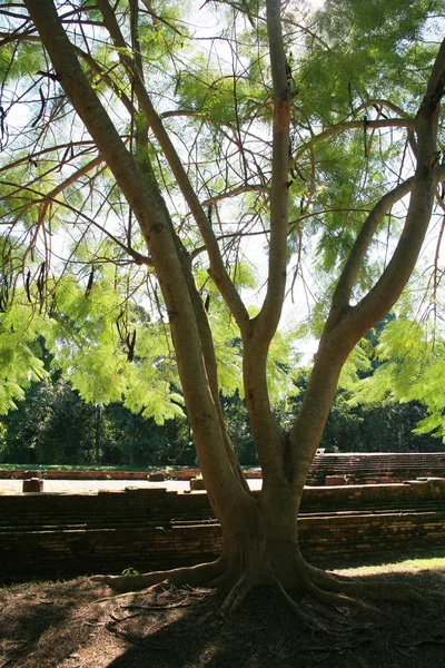 Ruinas de los budistas —  Fotos de Stock