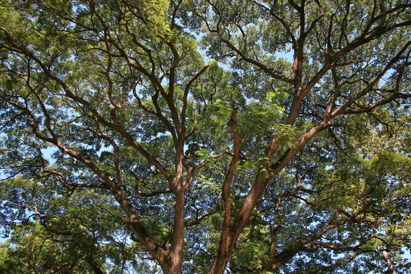 Pohon besar di hutan — Stok Foto
