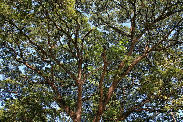 Large tree in the forest — Stock Photo, Image