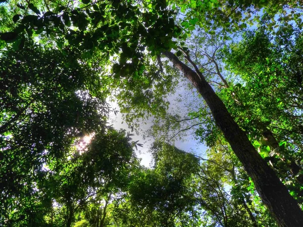 Pohon besar di hutan — Stok Foto