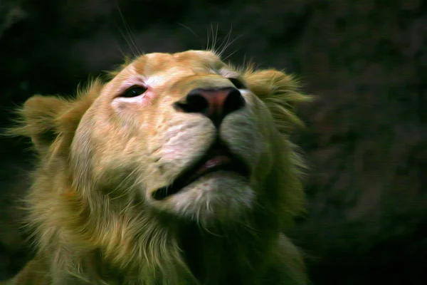 Картина маслом чоловічий лев — стокове фото