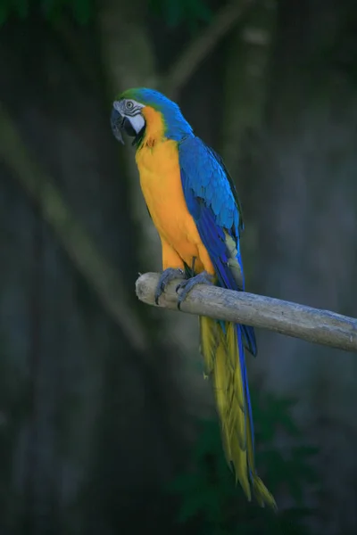 Arara bonita no zoológico — Fotografia de Stock