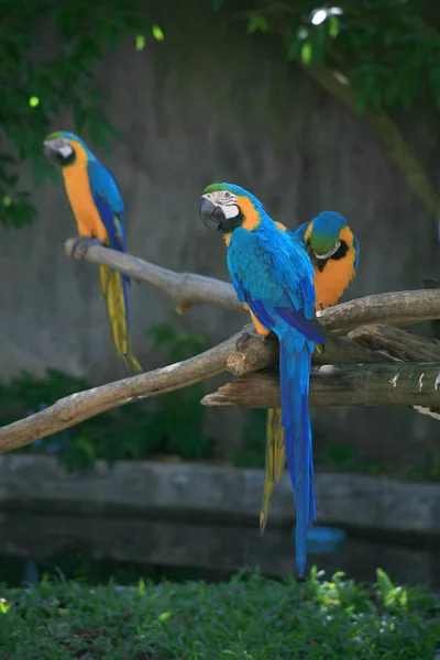 Hayvanat bahçesindeki güzel Amerika papağanı — Stok fotoğraf